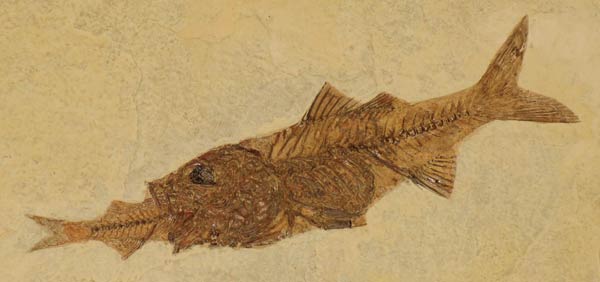 https://legacy-cdn-assets.answersingenesis.org/images/articles/am/v2/n2/fossil-fish.jpg#fossil%20fish%20eat%20fish%20600x282