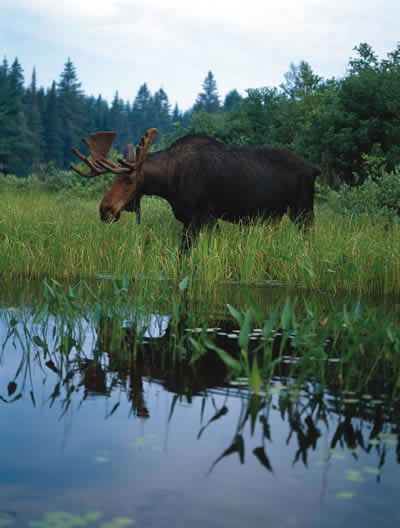 معلومات حول حيوان الموظ Moose